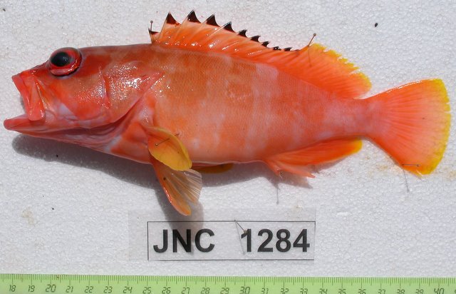 Epinephelus fasciatus.